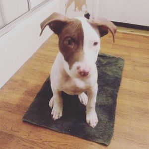 Meet your Posher, Ron